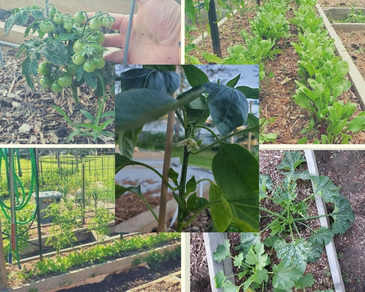 photos of gardening
